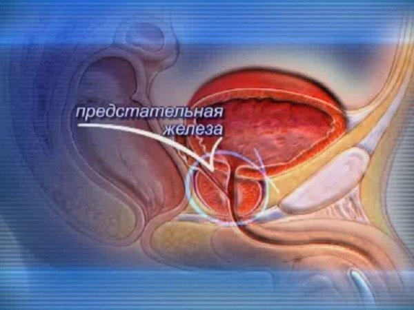 Анатомия человека предстательная железа у мужчины