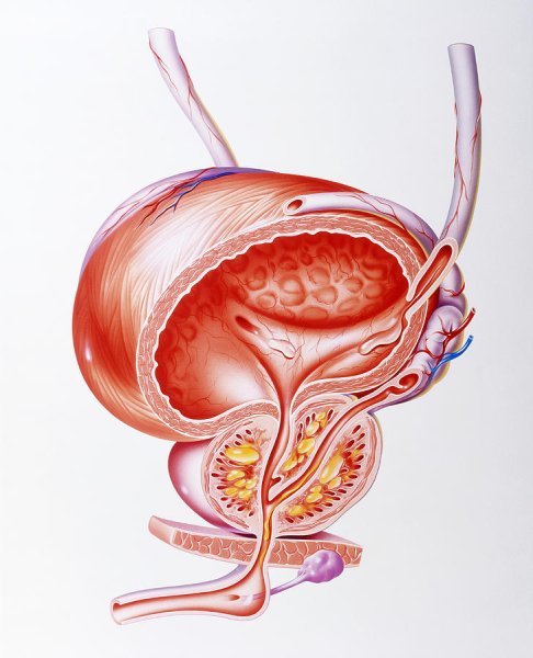 Предстательная железа, Prostata