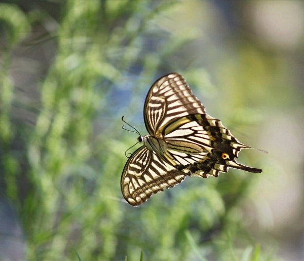 Ксут бабочка
