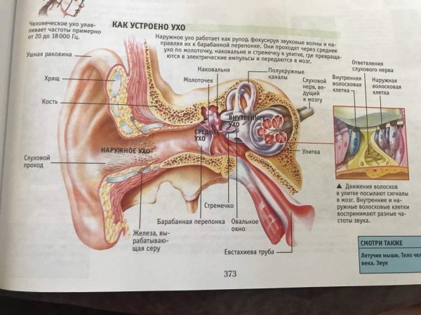 Строение органа слуха 8 класс биология