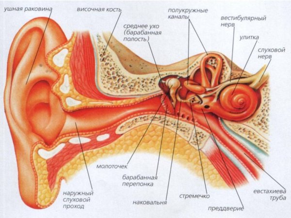 Строение уха и вестибулярного аппарата