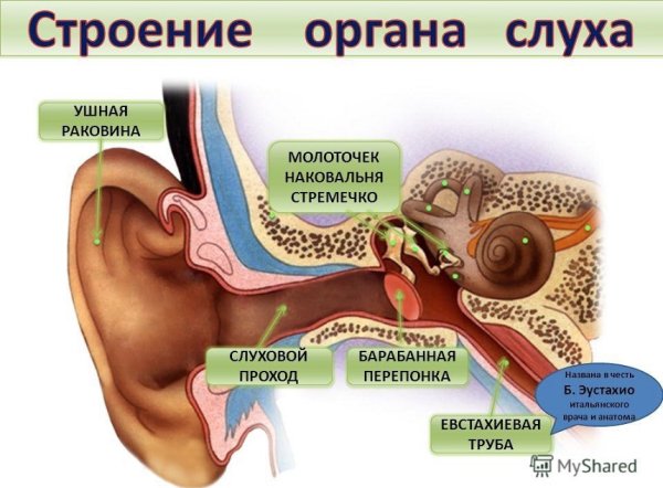 Строение органа слуха человека
