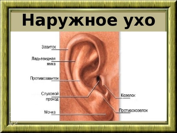 Строение наружного уха анатомия
