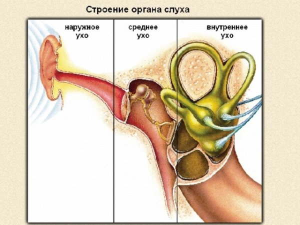 Отделы уха строение
