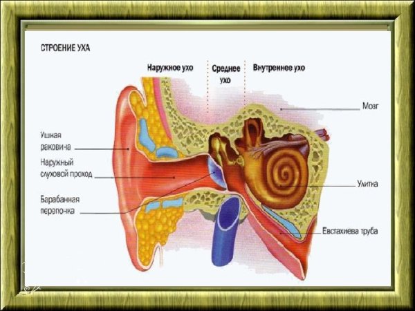 Барабанная перепонка улитка евстахиева труба ушная раковина