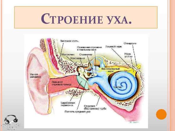 Рис 66 строение уха
