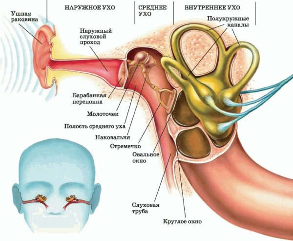 Внутреннее строение уха биология