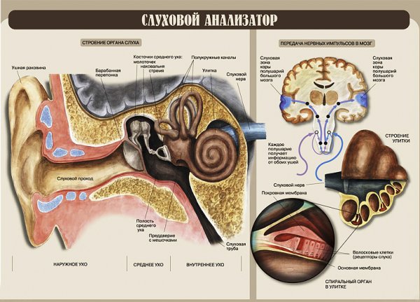 ЕГЭ биология анализаторы слуховой анализатор