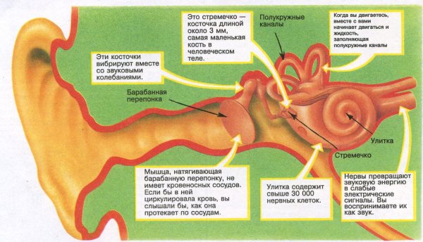 Схема строения наружного среднего и внутреннего уха