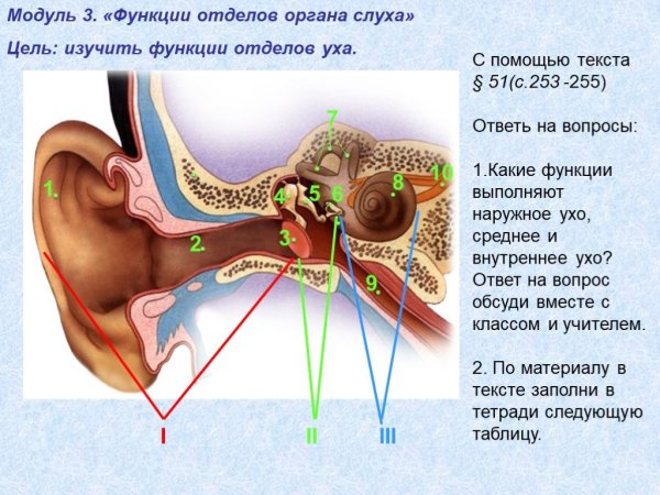 Отделы слухового анализатора ухо
