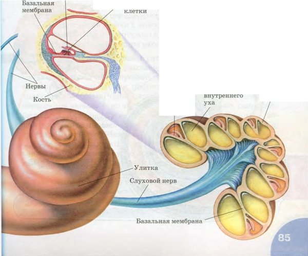 Слуховой анализатор строение улитки