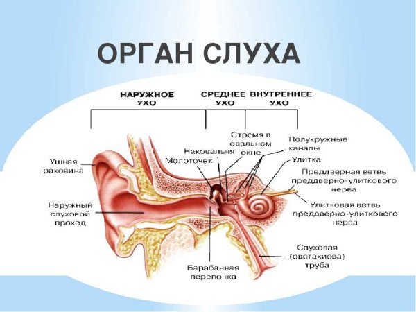 Орган слуха строение уха