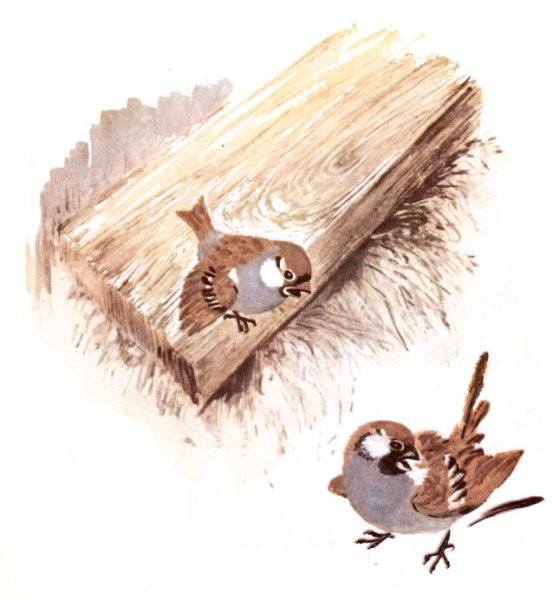 Воробьишко Горький