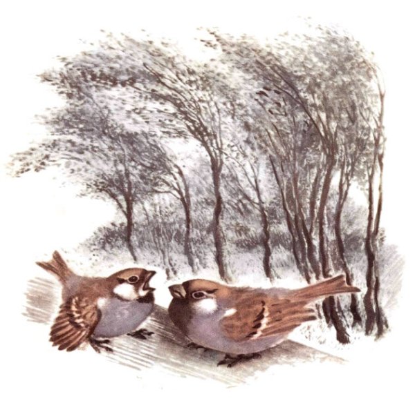 Евгений Чарушин Воробей