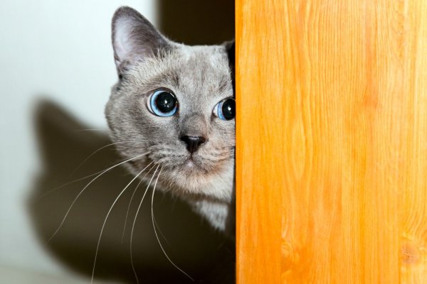 Кот выглядывает