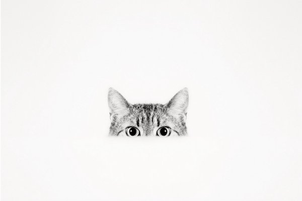Кот выглядывает
