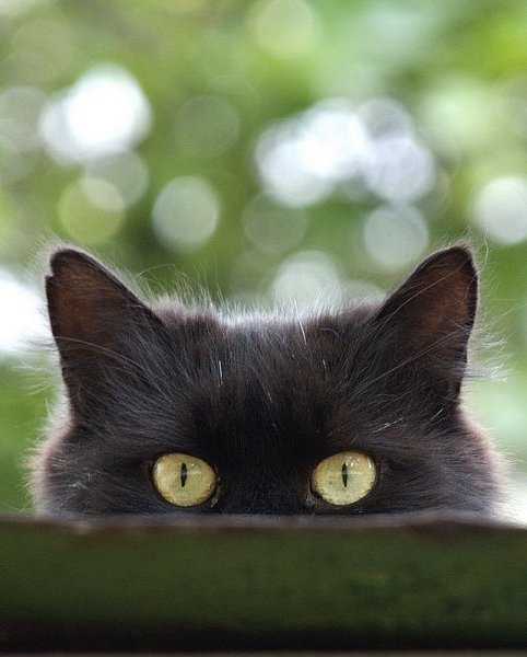 Черная кошка выглядывает