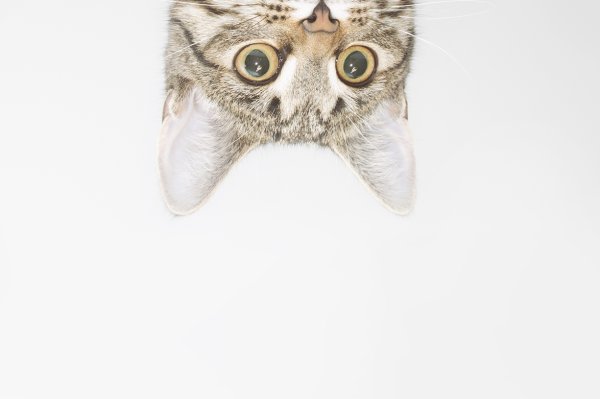 Кот выглядывает сверху