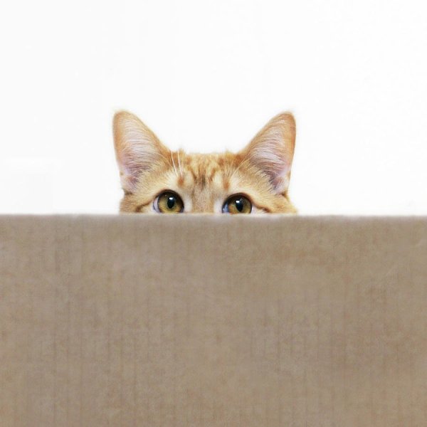 Котенок выглядывает