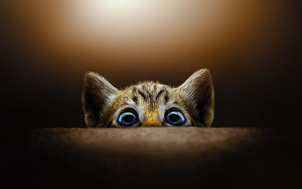 Кот выглядывает