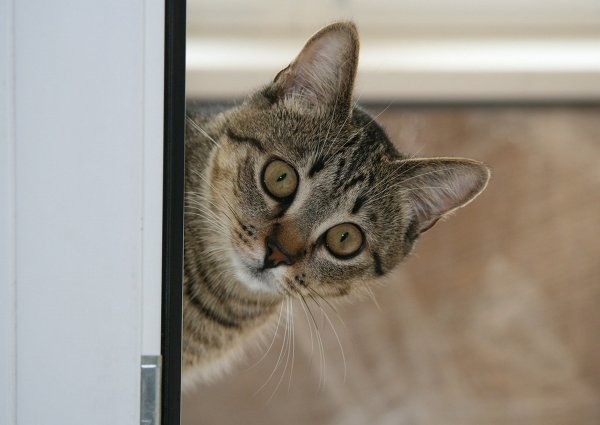 Любопытная кошка