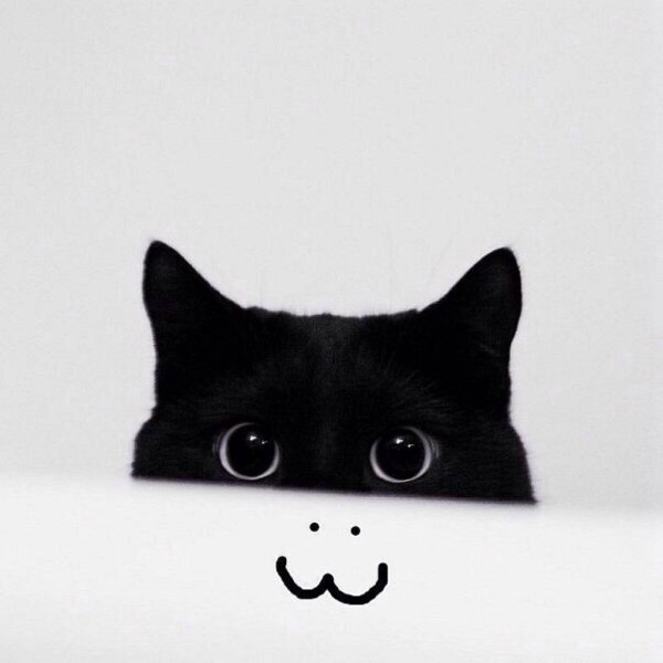 Кот выглядывает