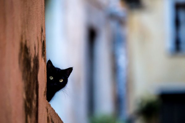 Кот выглядывает