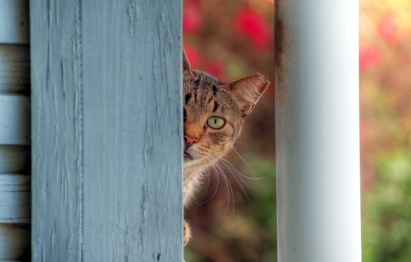 Кошка выглядывает из-за угла
