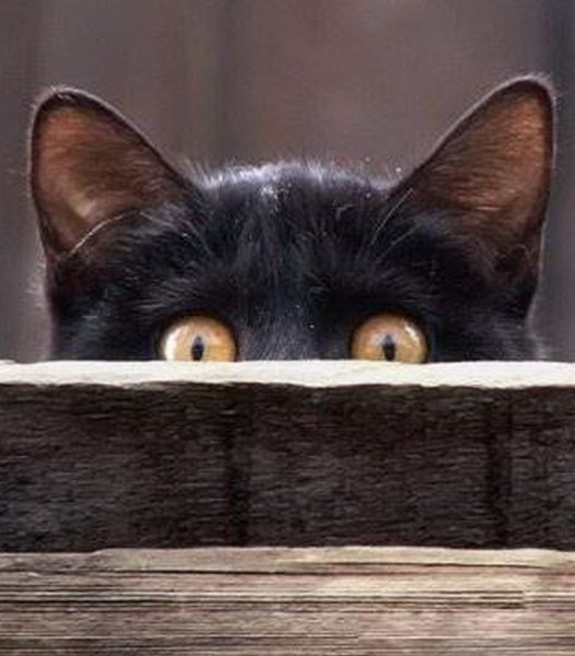 Кот выглядывает