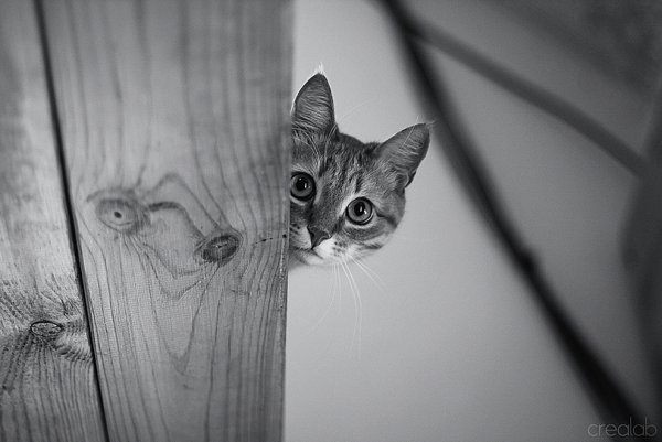 Кот выглядывает