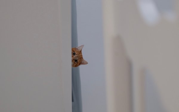 Кот выглядывает