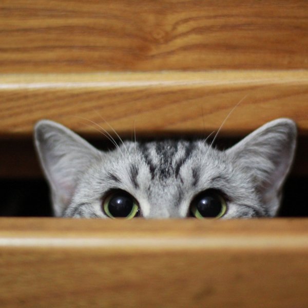 Котенок выглядывает