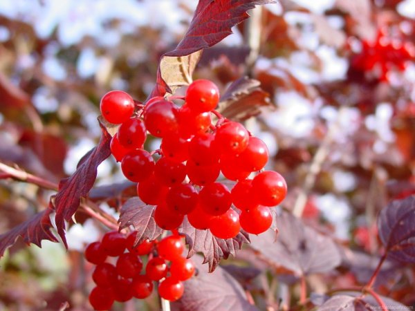 Красная осенняя ягода