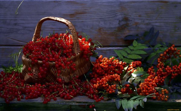Осенние ягоды картинки (50 фото)