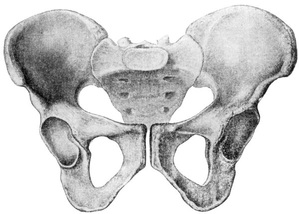 Тазовавая кость анатомия