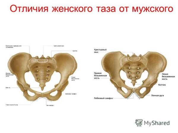 Отличие мужского и женского таза анатомия