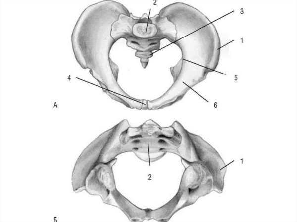 Большой таз и малый таз анатомия