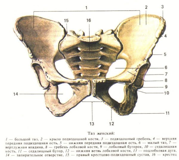 Строение таза у женщин анатомия