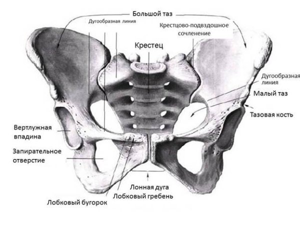 Большой и малый таз анатомия строение