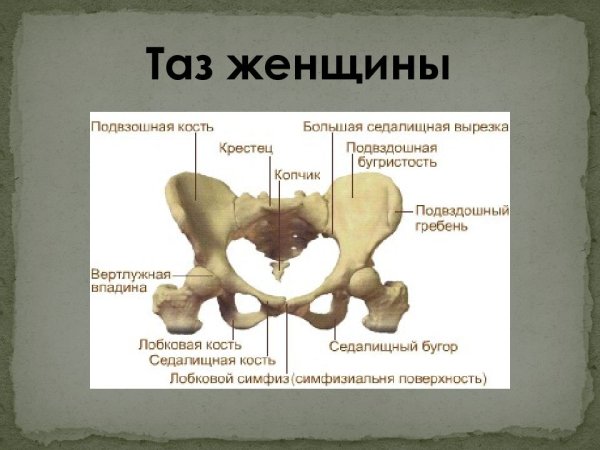 Лонная кость строение таза