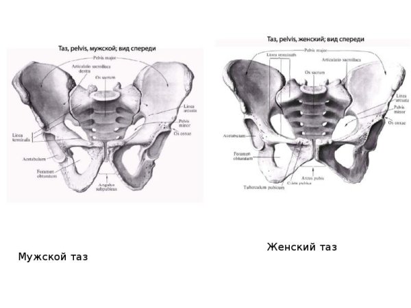 Строение женского таза анатомия