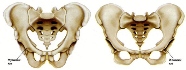 Малый таз скелет