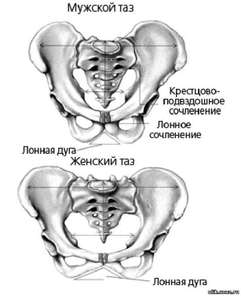 Кости малого таза женщины анатомия