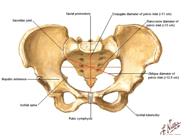 Анатомия малый таз кости