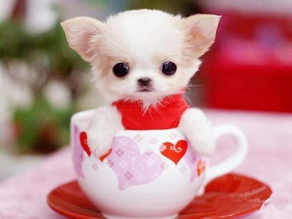 Мимимишные животные