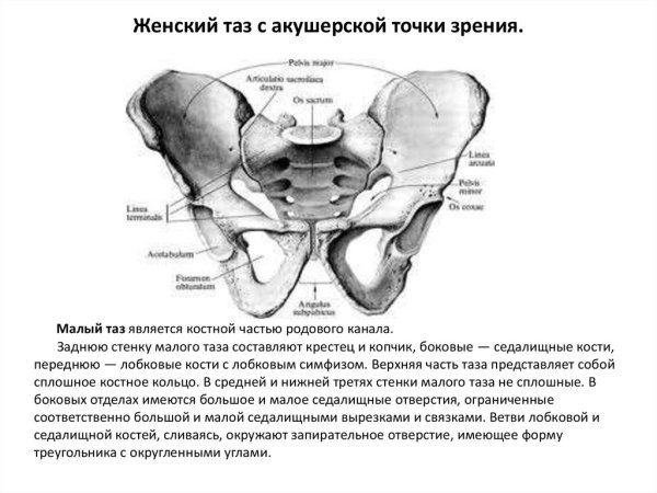 Анатомия женского таза в акушерстве