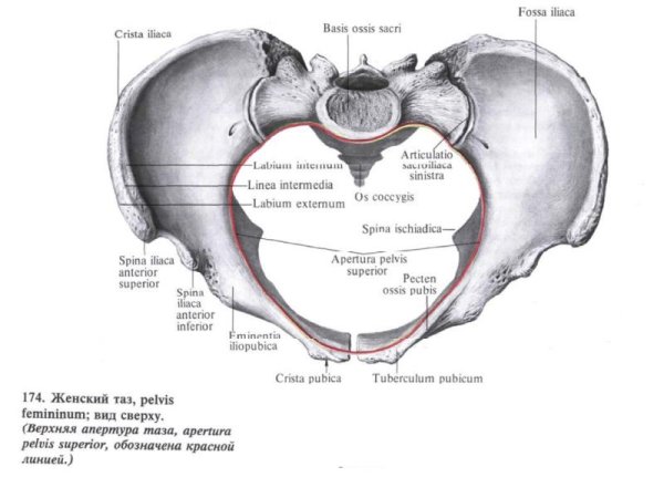 Большой и малый таз анатомия