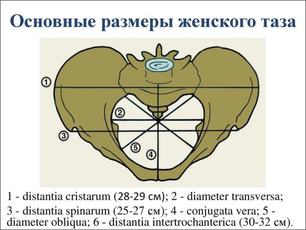 Размеры малого таза в акушерстве