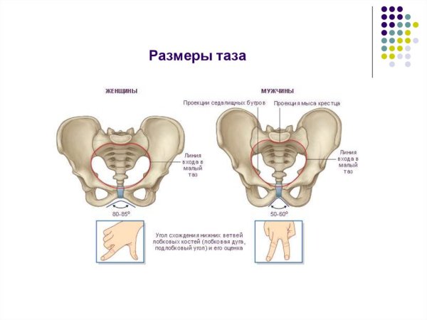 Размеры малого таза анатомия