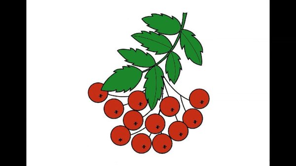 Рябина рисунок